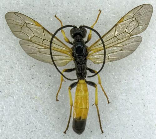 Alomya debellator