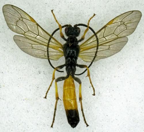 Alomya debellator