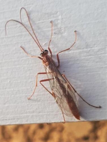Réf. 270 747 : Ophion obscuratus