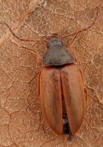 Réf. 270 917 : Isomira sp.