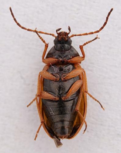 Réf. 270 918 : Isomira sp.