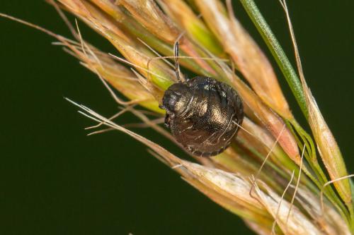 Eurygaster testudinaria