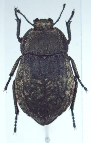 Asida sabulosa
