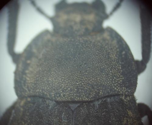 Asida sabulosa