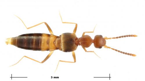 Myrmecocephalus concinnus