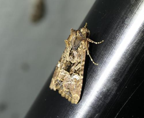 Réf. 270 921 : Mesapamea secalella
