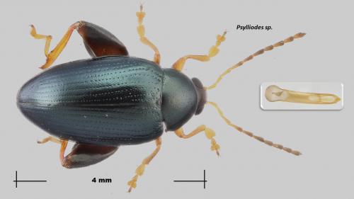 Réf. 270 031 : Psylliodes chrysocephala