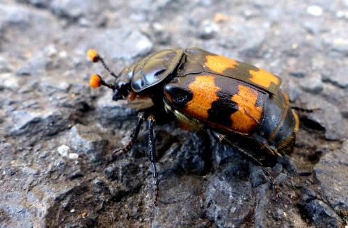 Réf. 270 880 : Nicrophorus interruptus