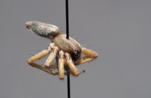 Clubiona corticalis