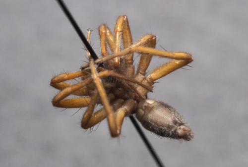 Clubiona corticalis