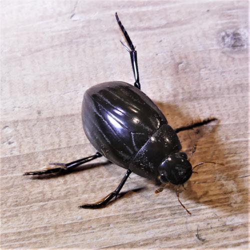 Hydrophilus piceus