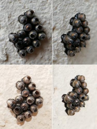 Rhaphigaster nebulosa