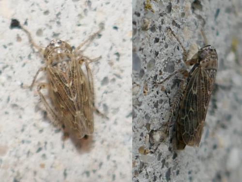Réf. 270 384 : Euscelidius sp.
