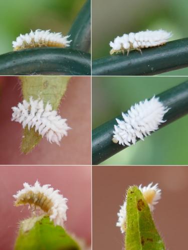 Coccinellinae