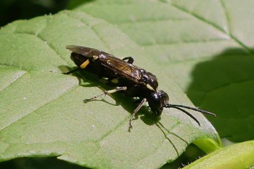 Réf. 270 475 : Macrophya alboannulata