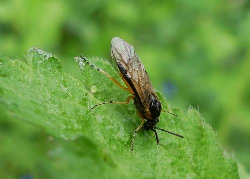 Réf. 270 443 : Athalia cordata