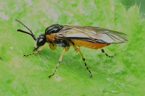 Réf. 270 446 : Athalia cordata