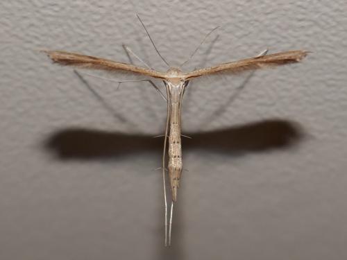 Stenoptilia sp.