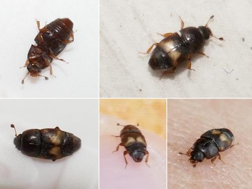 Réf. 270 662 : Carpophilus hemipterus