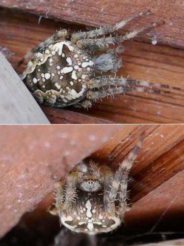 Araneus diadematus