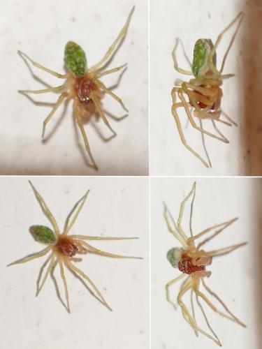 Nigma walckenaeri