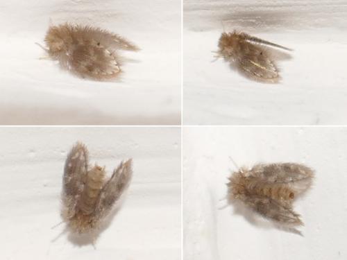 Psychoda sp.
