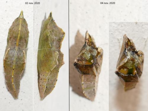 Réf. 270 230 : Pieris sp.