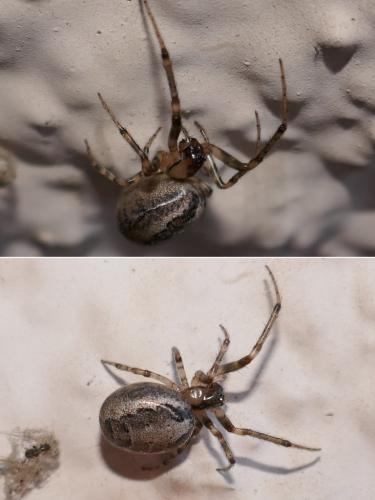 Zygiella x-notata