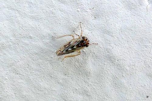 Réf. 270 816 : Agalliinae inconnu