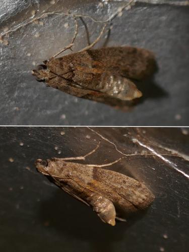 Cadra sp.