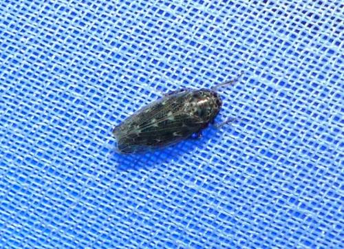 Réf. 270 345 : Euscelidius sp.