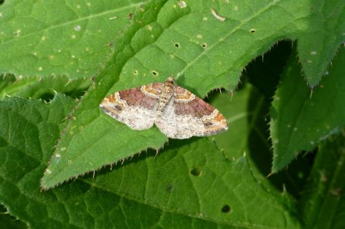 Réf. 270 125 : Xanthorhoe sp.