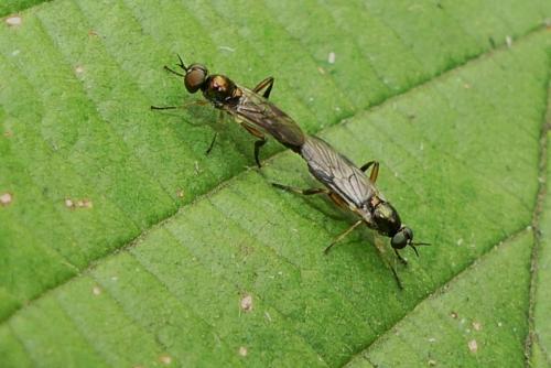 Réf. 270 780 : Chorisops tibialis