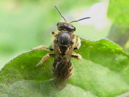 Réf. 270 370 : Lasioglossum sp.