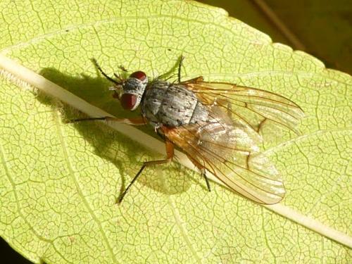 Helina impuncta