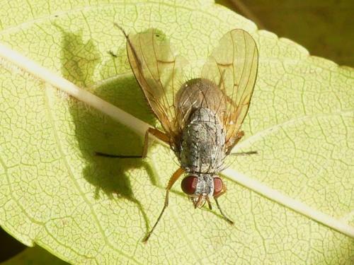 Helina impuncta