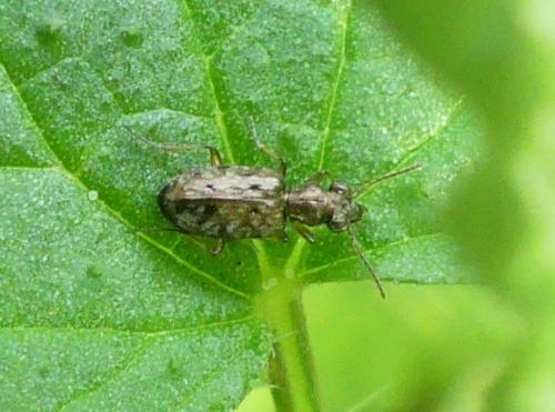 Asaphidion stierlini