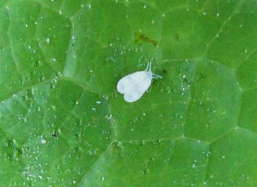 Aleyrodes sp.