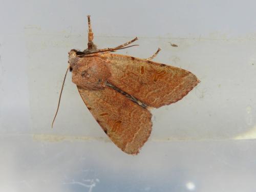 Réf. 270 302 : Agrochola lychnidis