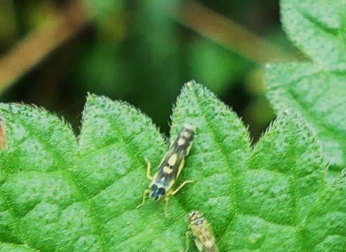Réf. 270 567 : Eupteryx aurata