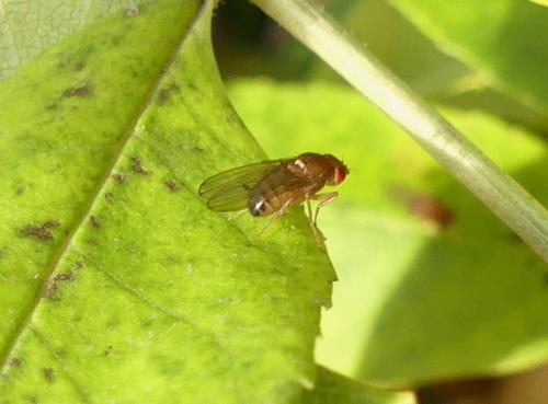 Drosophila immigrans