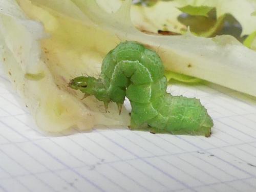 Réf. 270 813 : Plusiinae inconnu