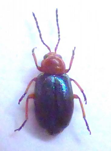 Réf. 270 135 : Leptomona erythrocephala