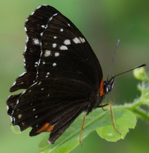 Réf. 270 541 : Chlosyne lacinia