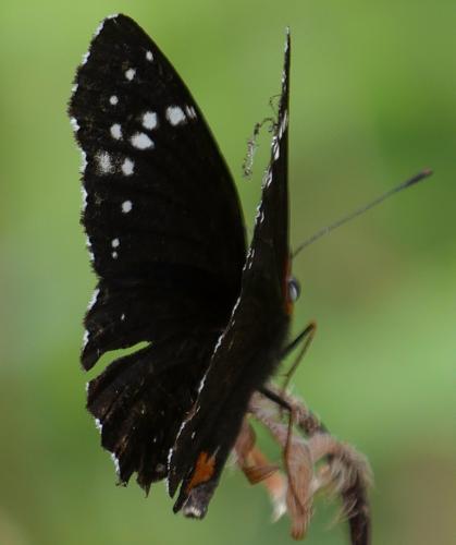 Chlosyne lacinia