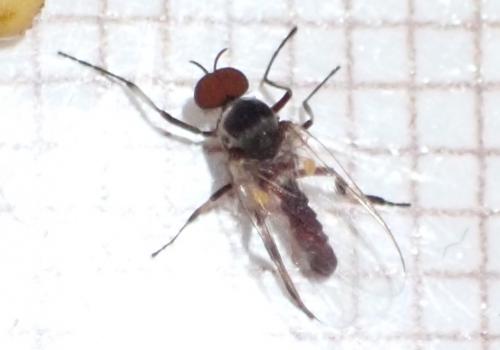 Réf. 270 297 : Simulium sp.