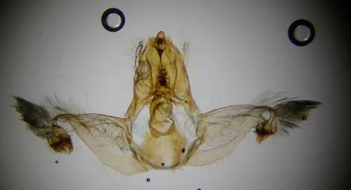 Acleris emargana