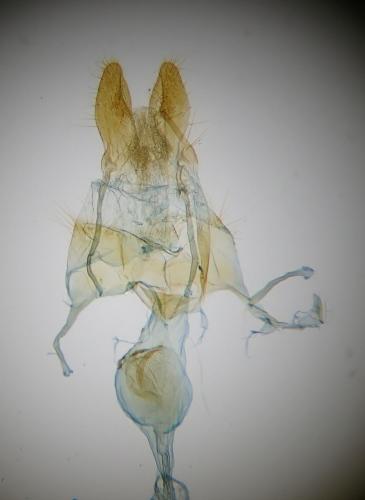Mesapamea secalella