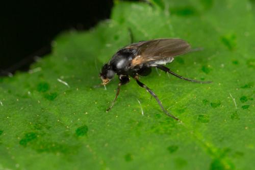 Hypocera mordellaria