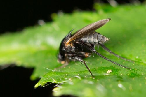 Hypocera mordellaria